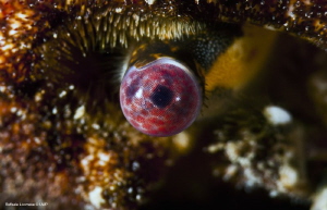The eye, details of a crab eye. by Raffaele Livornese 